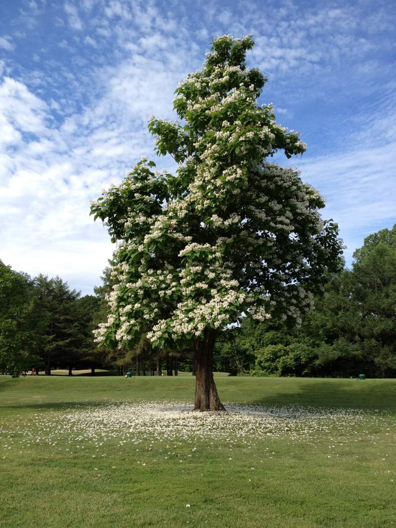 0475Northern_Catalpa_Tree_-_10_Red