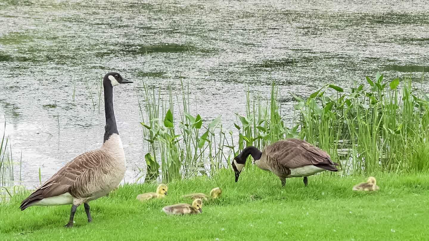 geese-web_enhanced