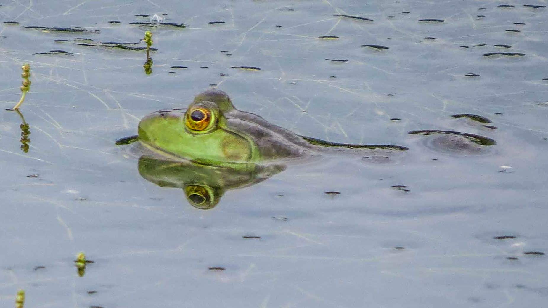 frog_side_enhanced