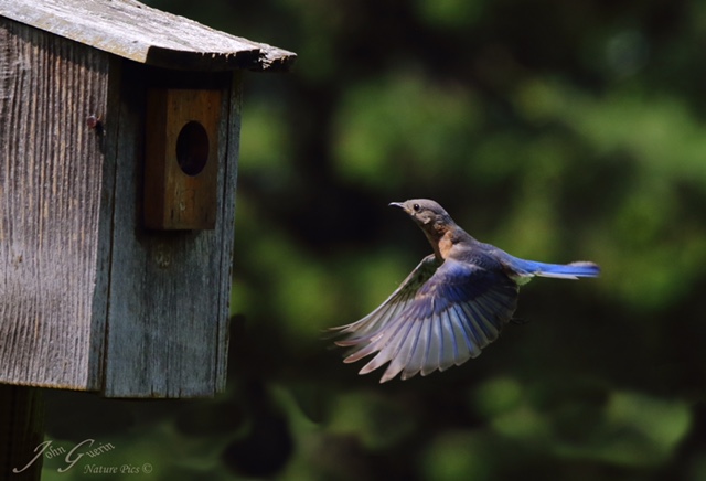 Eastern_Bluebird_3_WM