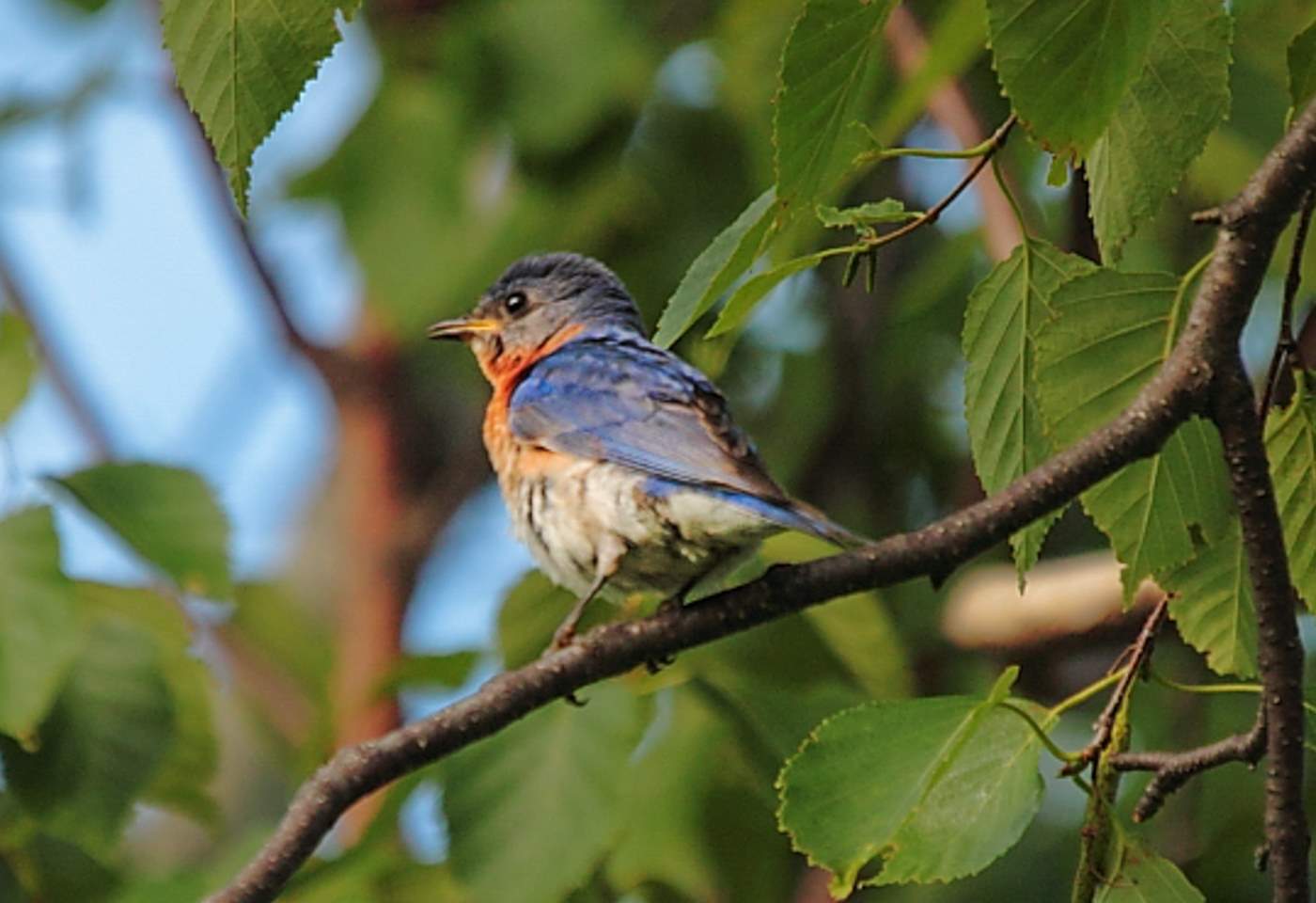 Bluebird1_enhanced